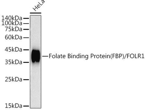 Anti-Folate Binding Protein(FBP) / FOLR1 Antibody, clone 3J6W3, Rabbit Monoclonal