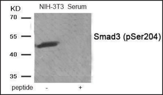 Anti-phospho-Smad3 (pSer204) antibody produced in rabbit affinity isolated antibody