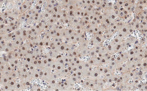 Anti-HNF-4alpha Antibody, clone 4C19 ZooMAb&#174; Rabbit Monoclonal recombinant, expressed in HEK 293 cells