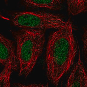 Anti-SNAI1 antibody produced in rabbit Prestige Antibodies&#174; Powered by Atlas Antibodies, affinity isolated antibody