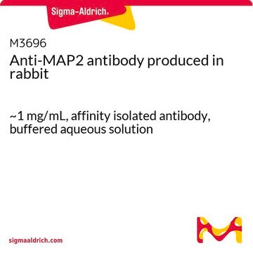 Anti-MAP2 antibody produced in rabbit ~1&#160;mg/mL, affinity isolated antibody, buffered aqueous solution