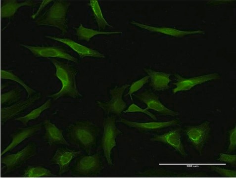 Monoclonal Anti-MAGEA3 antibody produced in mouse clone 4D9, purified immunoglobulin, buffered aqueous solution