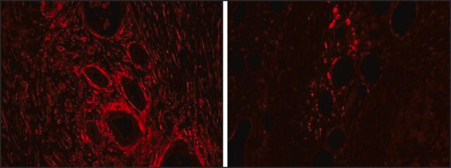 Anti-HMOX2 antibody produced in goat affinity isolated antibody, buffered aqueous solution