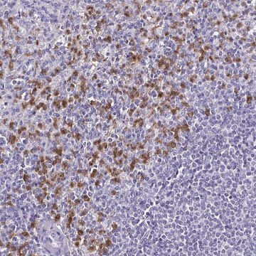 Anti-TLR4 antibody produced in rabbit Prestige Antibodies&#174; Powered by Atlas Antibodies, affinity isolated antibody, buffered aqueous glycerol solution