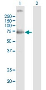 Anti-MCOLN1 antibody produced in mouse purified immunoglobulin, buffered aqueous solution