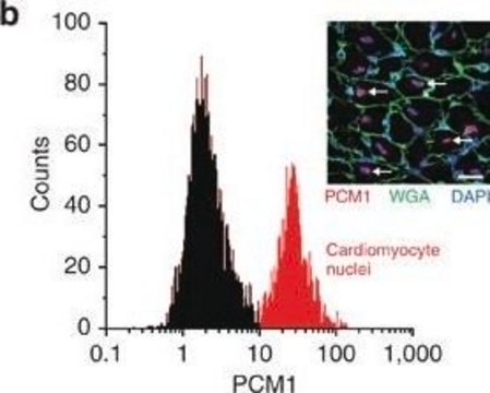 Anti-PCM1 antibody produced in rabbit Prestige Antibodies&#174; Powered by Atlas Antibodies, affinity isolated antibody, buffered aqueous glycerol solution, Ab1