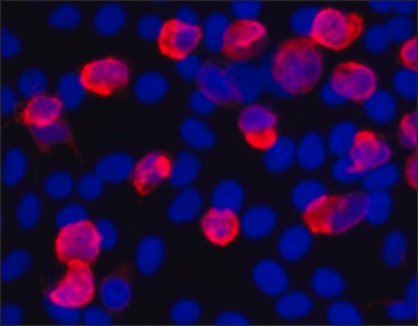 Anti-V5 antibody, Mouse monoclonal clone V5-10, purified from hybridoma cell culture