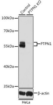 Anti-PTPN1 antibody produced in rabbit