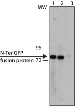 Anti-Green Fluorescent Protein (GFP) antibody, Mouse monoclonal clone GFP-20, purified from hybridoma cell culture