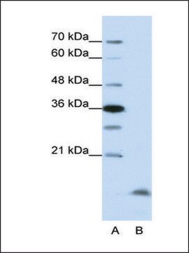 Anti-CCNB3 (AB2) antibody produced in rabbit IgG fraction of antiserum