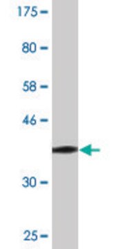 Monoclonal Anti-SLC39A10 antibody produced in mouse clone 1F6, purified immunoglobulin, buffered aqueous solution