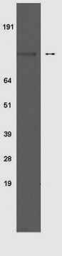 Anti-phospho-Insulin Receptor (Tyr 1150/1151) Antibody, clone 10C3 clone 10C3, Upstate&#174;, from mouse