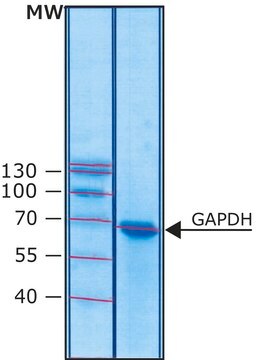 Glyceraldehyde-3-phosphate dehydrogenase human recombinant, expressed in Escherichia coli