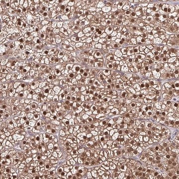 Anti-DDB1 antibody produced in rabbit Prestige Antibodies&#174; Powered by Atlas Antibodies, affinity isolated antibody, buffered aqueous glycerol solution