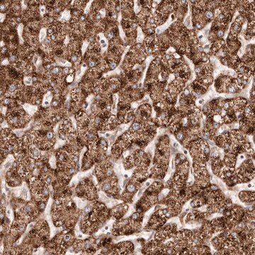 Anti-APOL6 antibody produced in rabbit Prestige Antibodies&#174; Powered by Atlas Antibodies, affinity isolated antibody, buffered aqueous glycerol solution