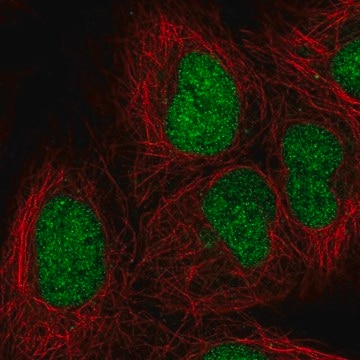 Anti-ORC3 antibody produced in rabbit Prestige Antibodies&#174; Powered by Atlas Antibodies, affinity isolated antibody