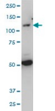 Monoclonal Anti-TLR7 antibody produced in mouse clone 2C9, purified immunoglobulin, buffered aqueous solution