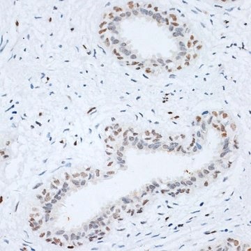 Anti- HMGB1 antibody produced in rabbit