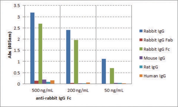 Anti-Mouse IgG-Biotin antibody, Goat monoclonal recombinant, expressed in HEK 293 cells, clone RMG02, purified immunoglobulin