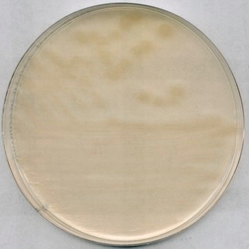 R2A Agar GranuCult&#174;, suitable for microbiology