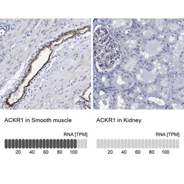 Anti-ACKR1 antibody produced in rabbit Prestige Antibodies&#174; Powered by Atlas Antibodies, affinity isolated antibody, buffered aqueous glycerol solution