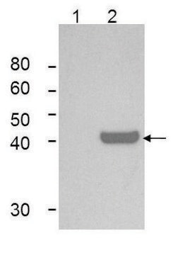 Monoclonal Anti-IDO1 antibody produced in mouse clone 10.1, purified immunoglobulin