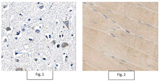 Anti-Twinkle Antibody, clone 13A10.1 clone 13A10.1, from mouse