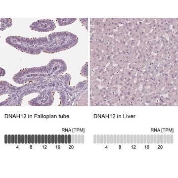 Anti-DNAH12 antibody produced in rabbit Prestige Antibodies&#174; Powered by Atlas Antibodies, affinity isolated antibody, buffered aqueous glycerol solution