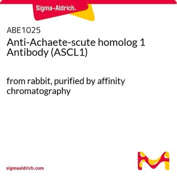 Anti-Achaete-scute homolog 1 Antibody (ASCL1) from rabbit, purified by affinity chromatography