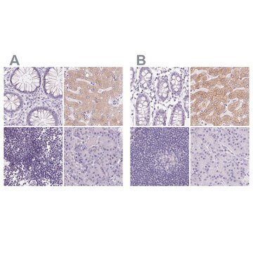 Anti-ASGR2 antibody produced in rabbit Prestige Antibodies&#174; Powered by Atlas Antibodies, affinity isolated antibody, buffered aqueous glycerol solution