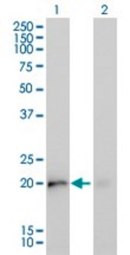 Monoclonal Anti-KRAS antibody produced in mouse clone 4F3, purified immunoglobulin, buffered aqueous solution