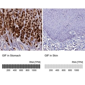 Anti-GIF antibody produced in rabbit Prestige Antibodies&#174; Powered by Atlas Antibodies, affinity isolated antibody, buffered aqueous glycerol solution