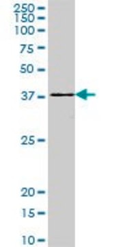 Monoclonal Anti-DEGS1, (C-terminal) antibody produced in mouse clone 3F9, ascites fluid