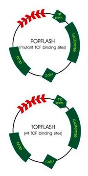 TCF Reporter Plasmid Kit Set of transfection grade T cell factor (TCF) reporter plasmids for use in TOPFlash and FOPFlash wnt/b-catenin activity assays.