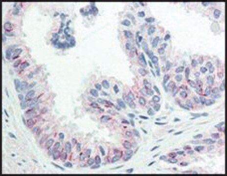 Monoclonal Anti-AKT pS473 antibody produced in mouse clone 17F6.B11, purified immunoglobulin