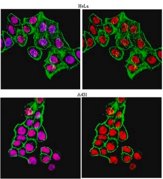 Anti-Sp1 Antibody from rabbit