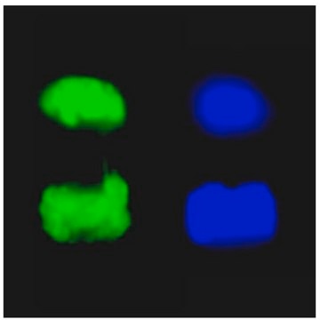 Anti-Phospho-Histone H3 (Ser10) Antibody, clone 3H10, FITC Conjugate clone 3H10, Upstate&#174;, from mouse