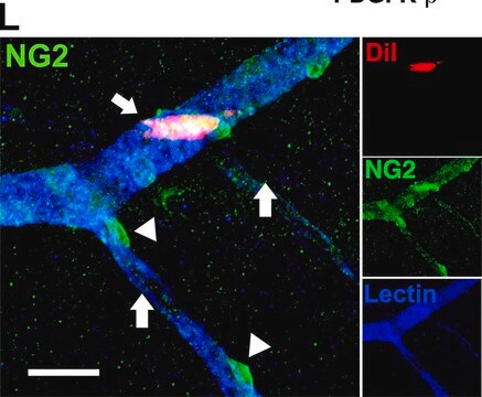 Anti-NG2 Chondroitin Sulfate Proteoglycan Antibody Chemicon&#174;, from rabbit