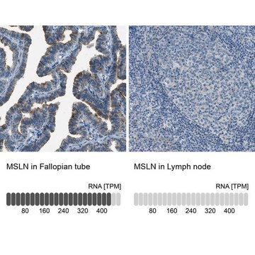 Anti-MSLN antibody produced in rabbit Prestige Antibodies&#174; Powered by Atlas Antibodies, affinity isolated antibody, buffered aqueous glycerol solution