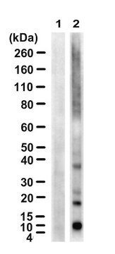 Anti-Ubiquitin Lys63 Antibody, clone HWA4C4 ZooMAb&#174; Mouse Monoclonal recombinant, expressed in HEK 293 cells