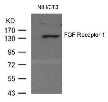 Anti-FGFR1 (Ab-154) antibody produced in rabbit affinity isolated antibody