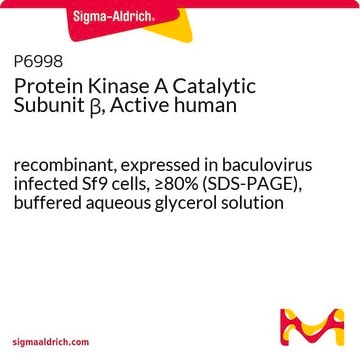 Protein Kinase A Catalytic Subunit &#946;, Active human recombinant, expressed in baculovirus infected Sf9 cells, &#8805;80% (SDS-PAGE), buffered aqueous glycerol solution