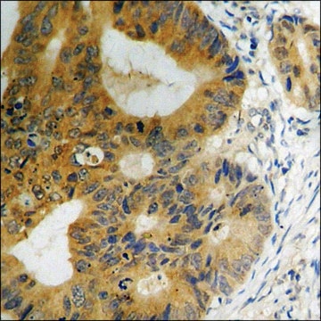 Anti-phospho-CaMK2 (pThr286) antibody produced in rabbit affinity isolated antibody