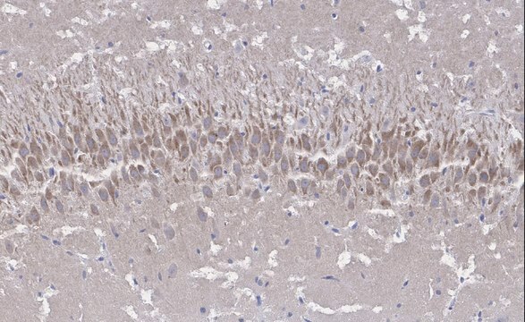 Anti-NMDAR2A Antibody, clone A12W, ZooMAb&#174; Rabbit Monoclonal recombinant, expressed in HEK 293 cells