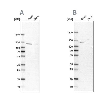 Anti-LEMD3 antibody produced in rabbit Prestige Antibodies&#174; Powered by Atlas Antibodies, affinity isolated antibody