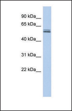 Anti-BTN2A1, (N-terminal) antibody produced in rabbit affinity isolated antibody