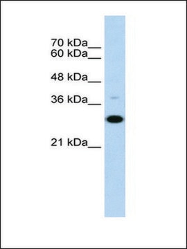 Anti-CD40 antibody produced in rabbit affinity isolated antibody