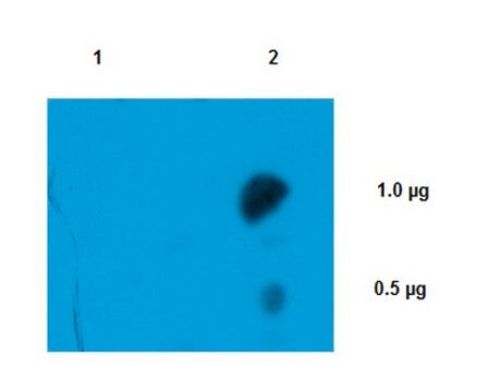 Anti-m3G-cap, m7G-cap Antibody, clone H-20 clone H-20, from mouse