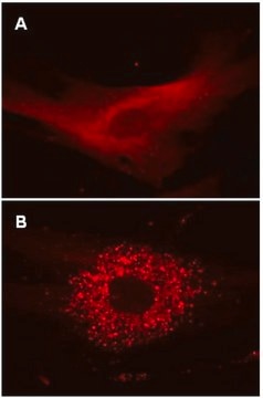 LentiBrite RFP-LC3 Lentiviral Biosensor