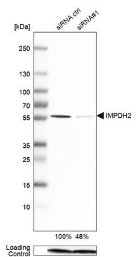 Anti-IMPDH2 antibody produced in rabbit Prestige Antibodies&#174; Powered by Atlas Antibodies, affinity isolated antibody, buffered aqueous glycerol solution